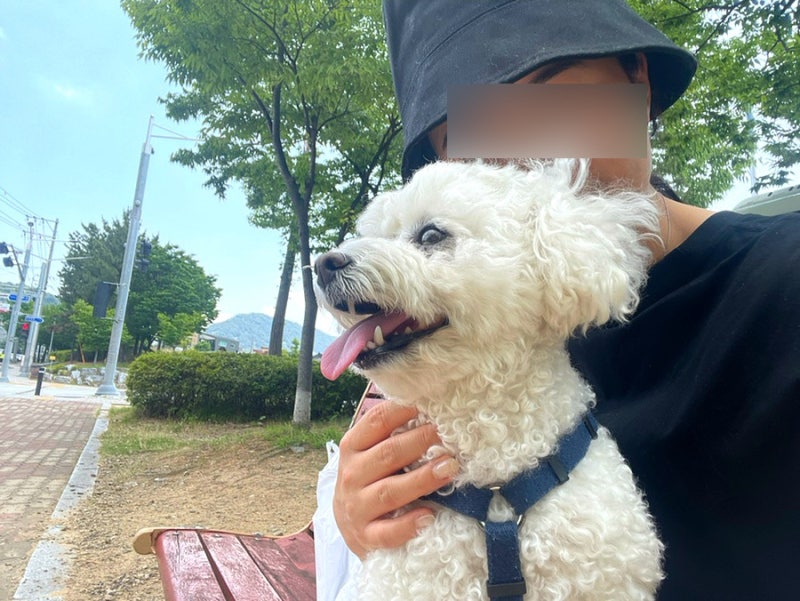 창원 24시 동물병원 유니온동물메디컬센터 강아지 대장염 진료, 증상, 가격