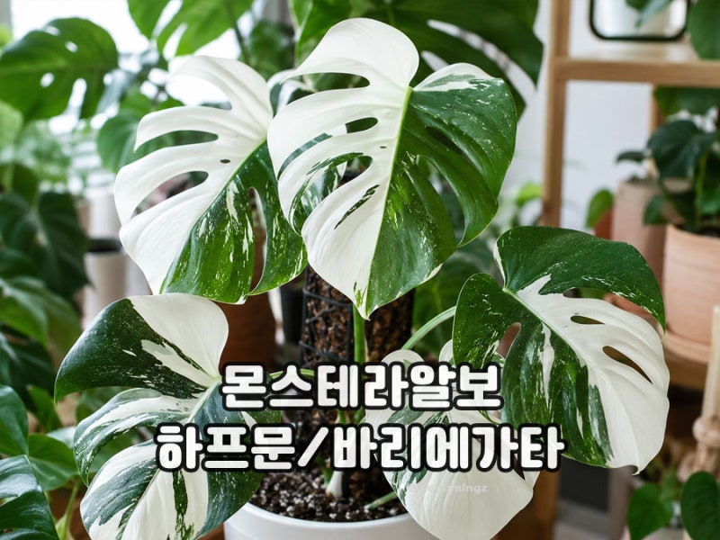 몬스테라알보 키우기 하프문 바리에가타 관리·삽목