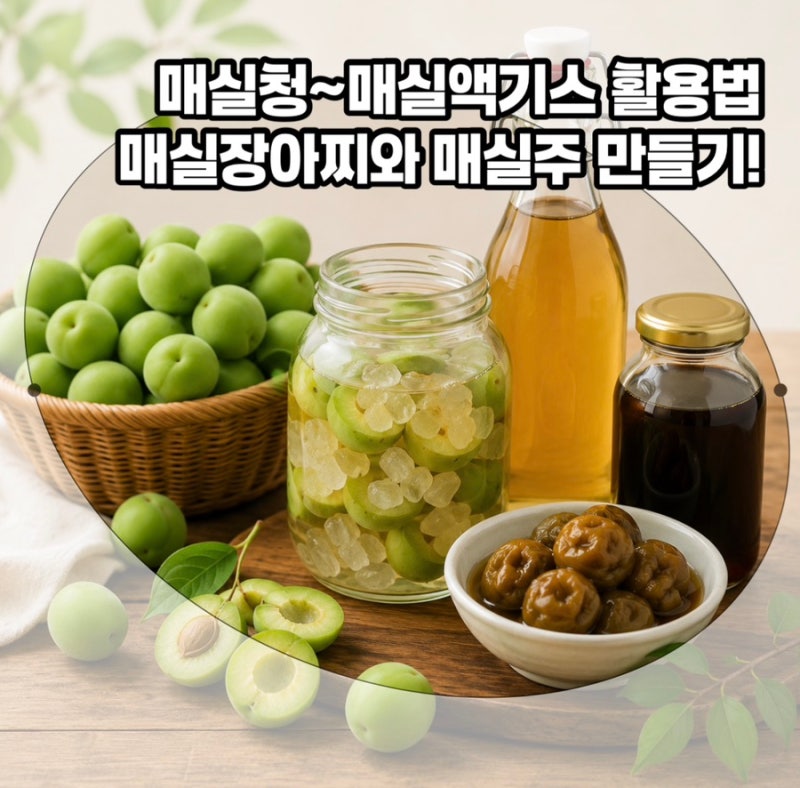 매실 제철 언제까지? 매실청, 매실장아찌, 매실주 만드는 법 총정리