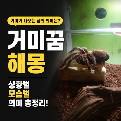 거미꿈 해몽 거미가 나오는꿈 상황별 모습별 의미