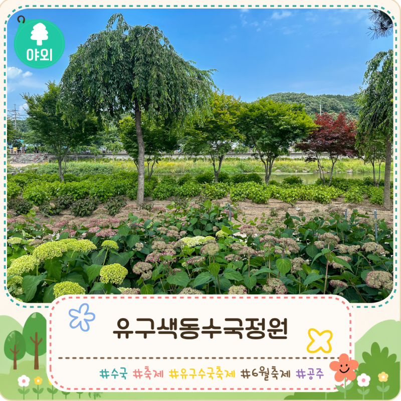 공주 유구 6월 수국 개화현황 축제 전 미리 걸어본 유구색동수국정원