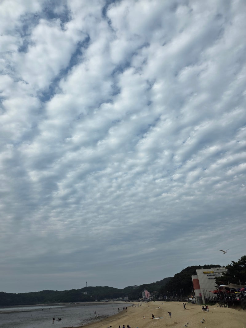 [가볼만한곳] 장경리해수욕장 캠핑 갯벌 체험 준비물 한눈에 보기