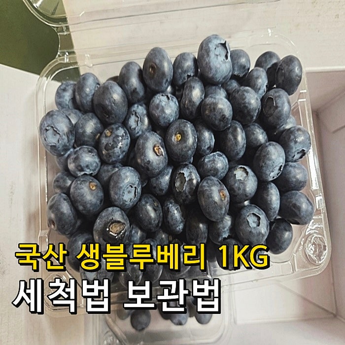 국산 생블루베리 1KG 블루베리 세척법 보관법
