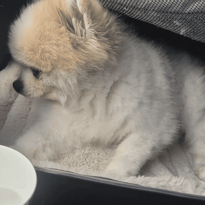 강아지 기관지 협착증 원인과 치료, 영양제만으로는 부족한 이유
