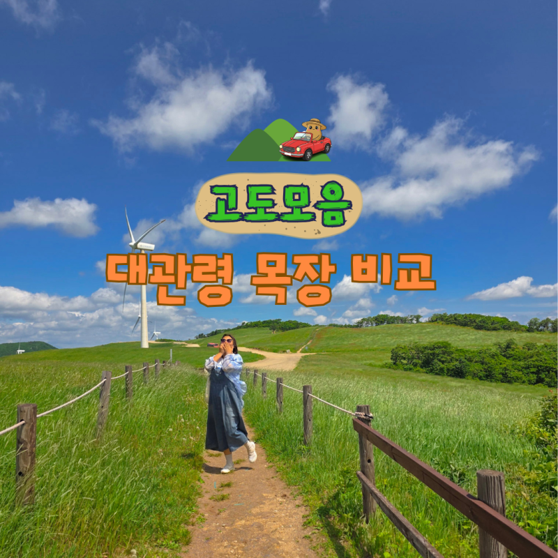 대관령 3대 목장 비교, 양떼목장 vs 하늘목장 vs 삼양라운드힐(평창 가볼만한곳)