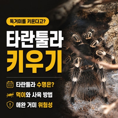 타란툴라 키우기, 독거미를 키운다고? 타란튤라 수명 먹이와 애완 거미 위험성 알아보기