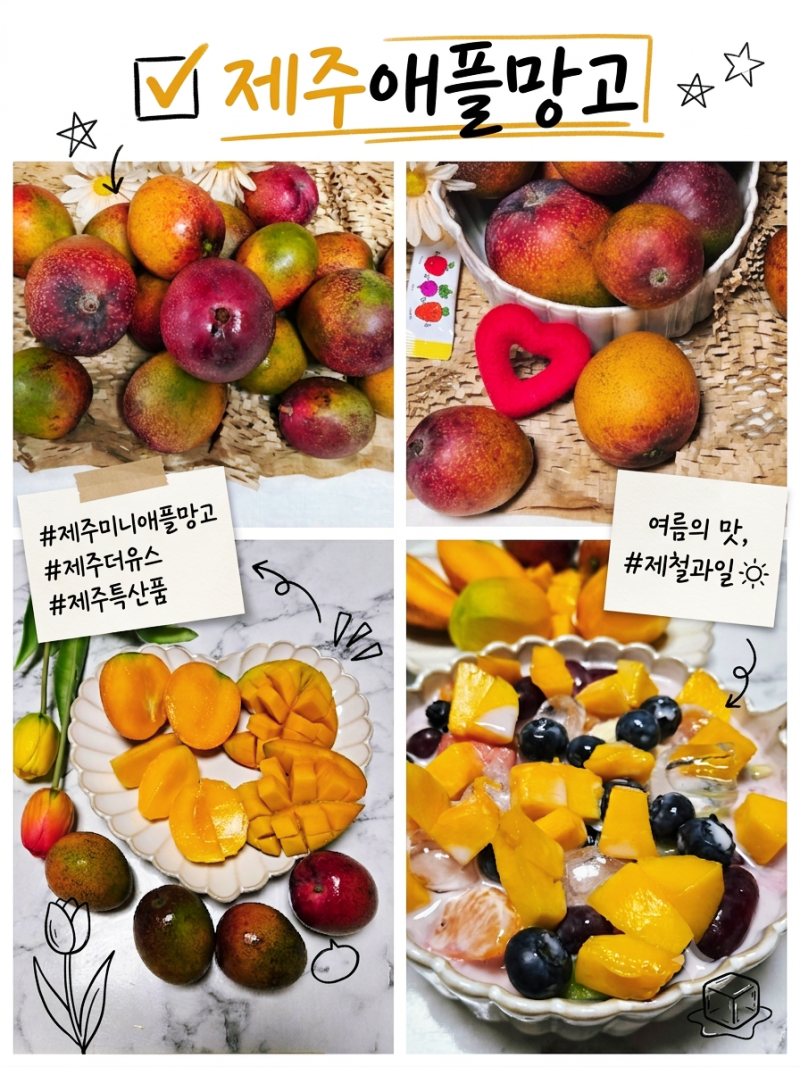제주 미니 애플망고 농장 제주 더 유스 애플망고 선물 추천