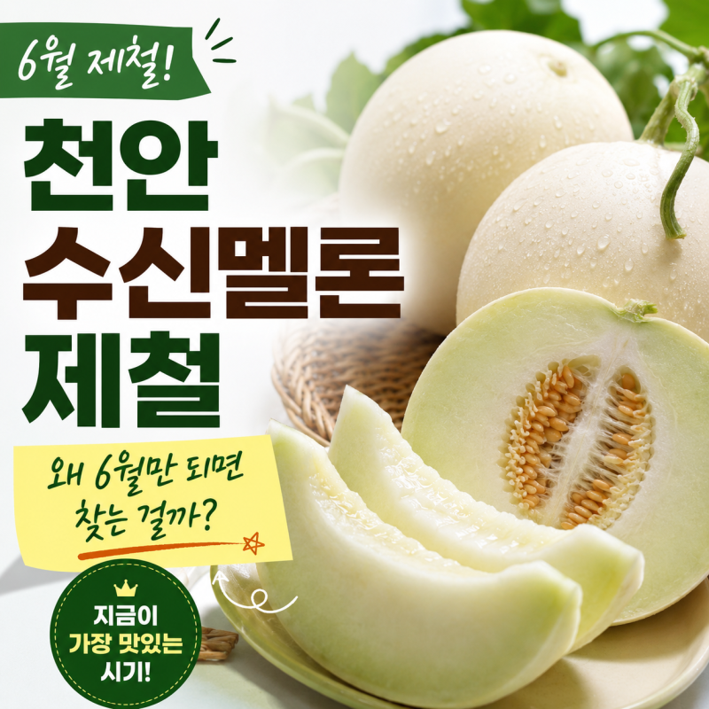 천안수신멜론 제철 언제까지일까? 지금 가장 맛있는 이유