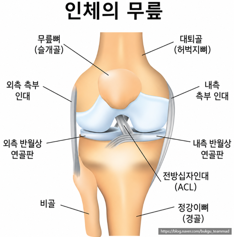 전방십자인대 ACL 증상,손상비교,수술여부,재활기간 공부