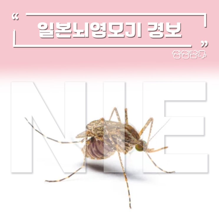 <b>일본뇌염</b> 경보... 모기에 물렸다가 사망할 수도 - NIE 수업 활동지