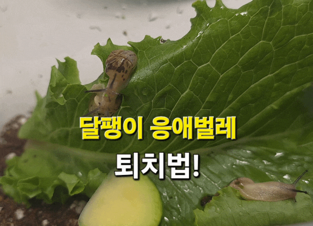 달팽이 응애벌레 원인과 제거하는 온욕과 소독방법