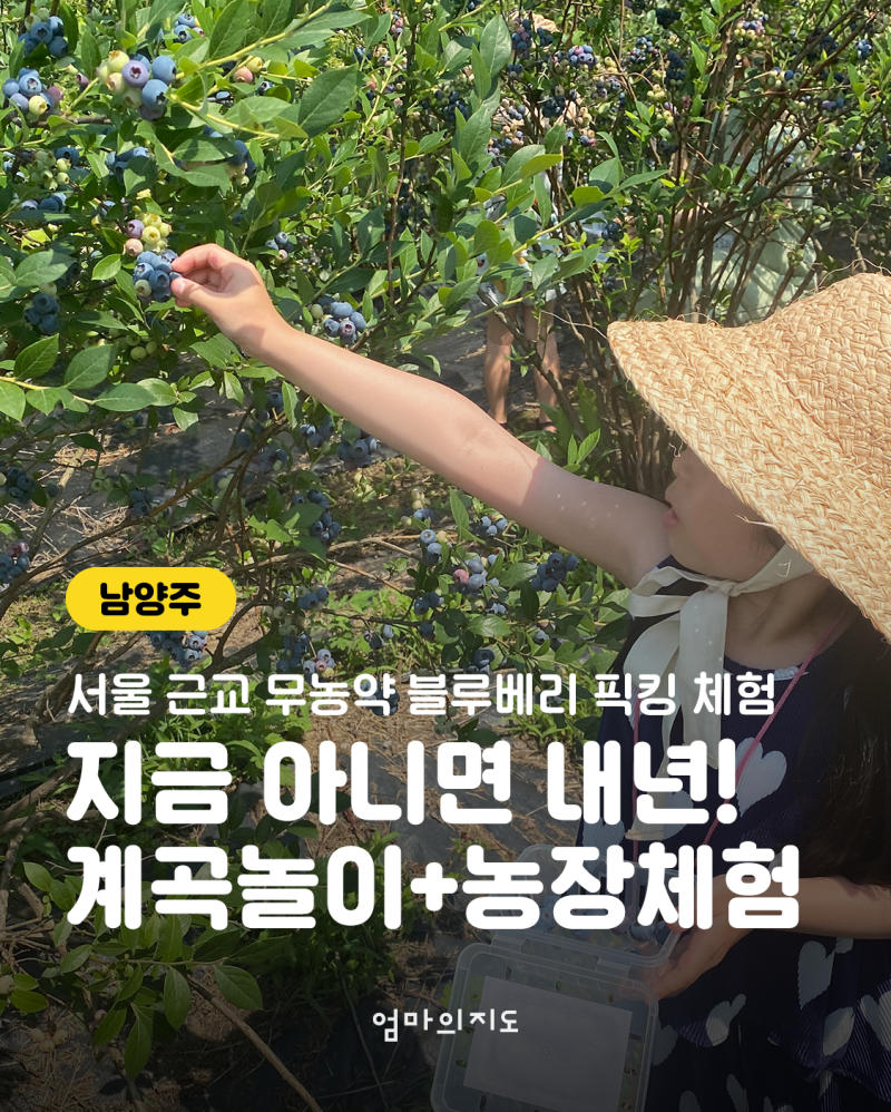 남양주 소소리농장 블루베리 체험 후기! 아이와 즐기는 달콤한 여름 농장 나들....