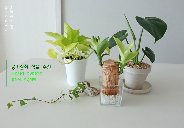반려 공기정화 식물 몬스테라 키우기 형광 스킨답서스 물주기 행운목 수경재배 키우기: 플랜....