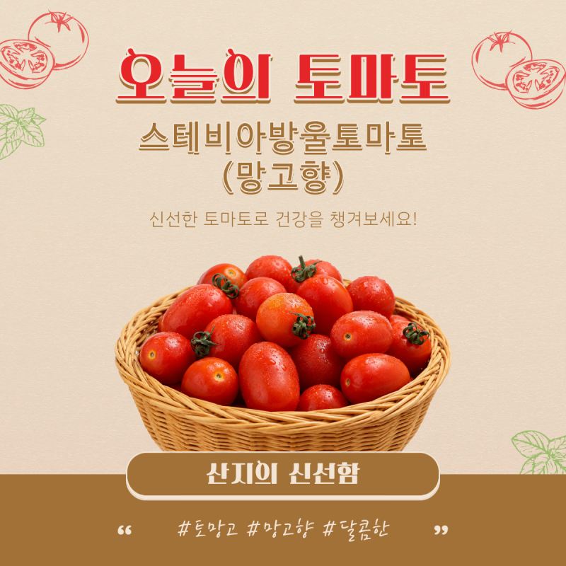 스테비아 토마토 망고향 | 다이어트에도 좋고, 아이도 반한 달콤한 방울토마토 솔직후기 (공....