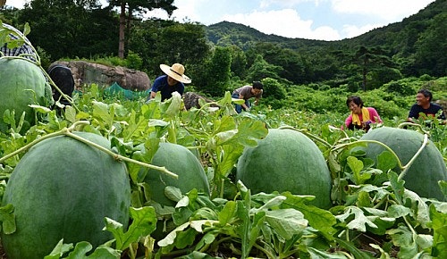 무등산수박, 성분과 효능 - 일반 수박과의 차이점?