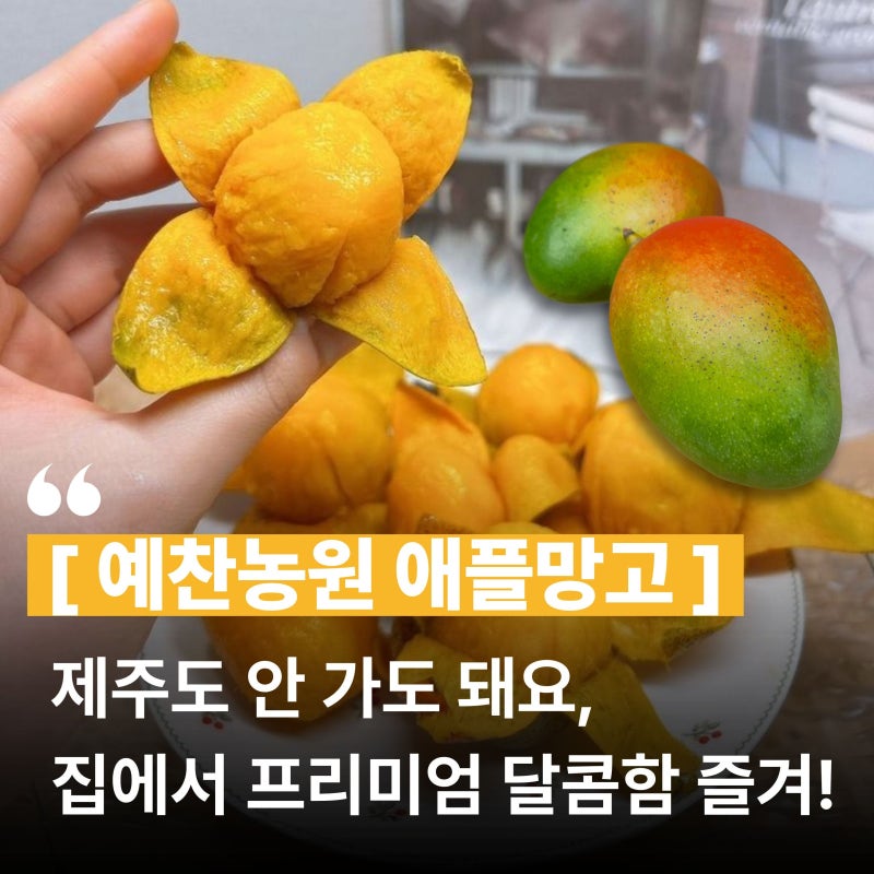 국산 애플망고 추천｜예찬농원 제주 미니 애플망고, 센스 있는 고당도 과일선물세트 대만족 ....