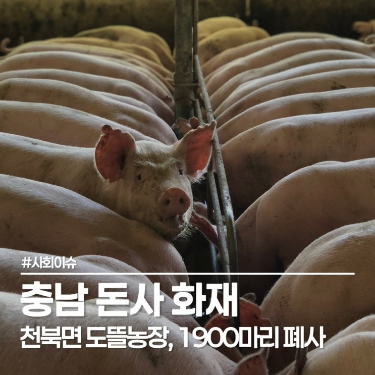  보령 돈사 화재, 소방대응 1단계 긴박했던 2시간 결국 1900마리 폐사