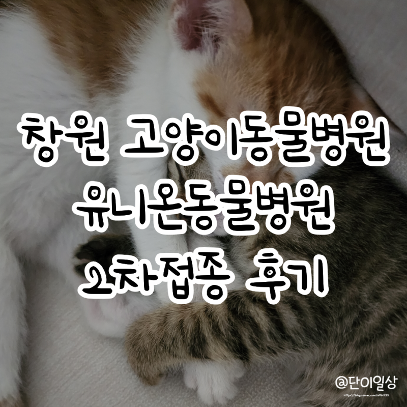 창원 고양이동물병원 유니온동물병원 2차접종 후기
