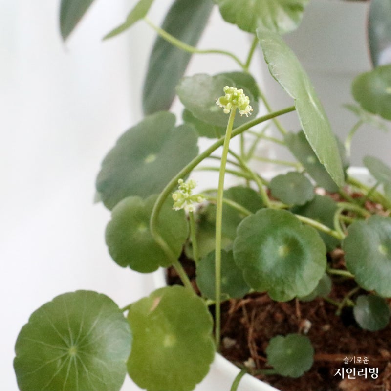 작은꽃 워터코인 꽃말 키우기
