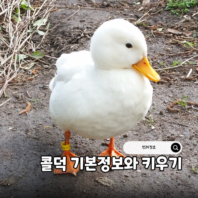 콜덕 분양 전 알아보는 오리 키우기, 수명 외모 기본정보