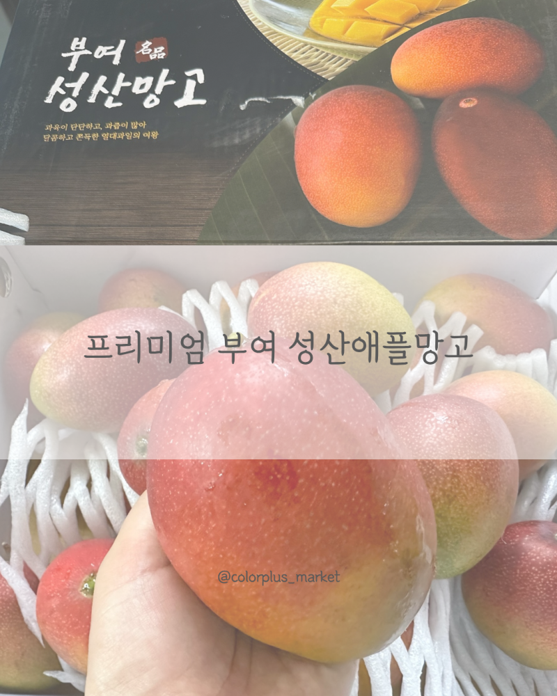 국내산 애플망고 공구 OPEN! 충남 부여 성산 애플망고 농가직송