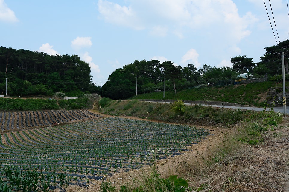 퇴뫼산 사진 2