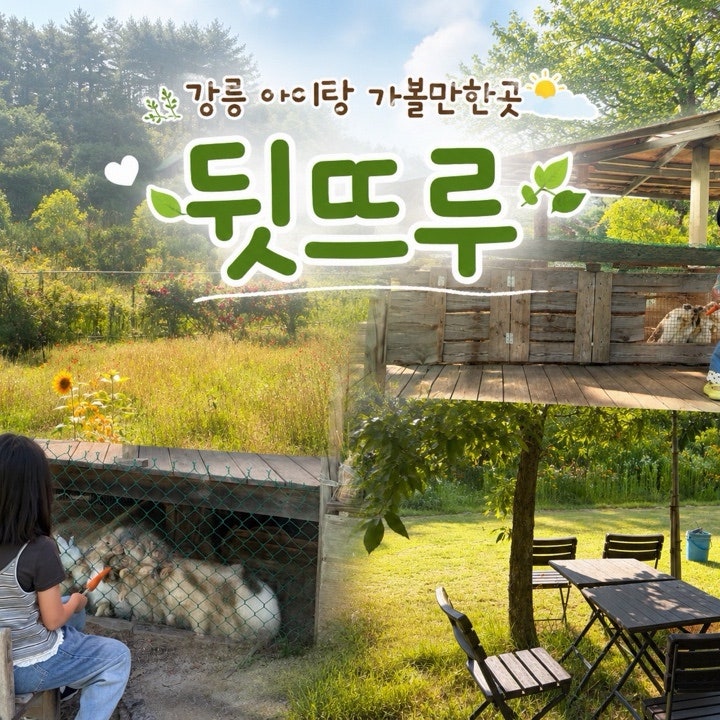 [강릉]뒷뜨루 관광농원 후기 l 아이와 가볼만한곳 l 토끼,말 당근주기체험 l 동물체험 카페