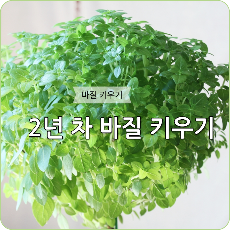 바질 트리 키우기, 2년 차 가지치기부터 월동까지