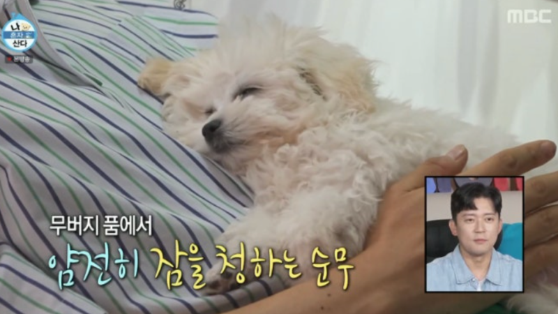 나혼자산다 전현무 강아지 백팩 가방 옷 정보 ㅣ 순무 우주선 이동가방 총정리