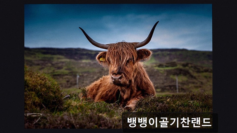 뱅뱅이골기찬랜드 사진 2