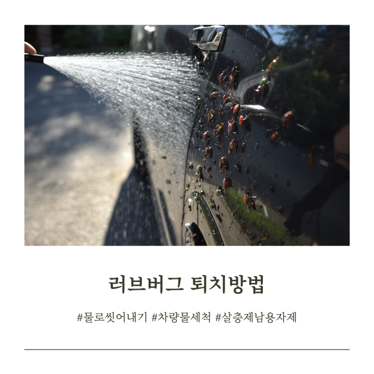 <b>러브버그</b> 잡지 말고 이렇게 하세요, 출몰시기부터 퇴치법까지