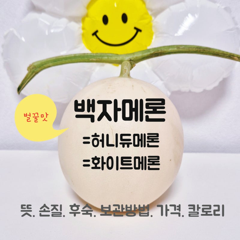 백자 메론. 고당도 벌꿀향 허니듀 메론 총정리 - 뜻. 손질. 후숙. 보관방법. 가격. 칼로리 : 화....
