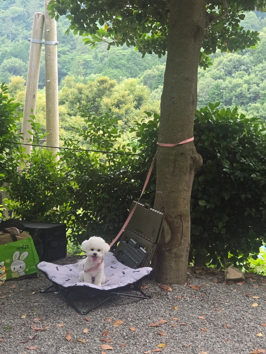 진도 카멜리아 힐즈 오토캠핑장 사진 5
