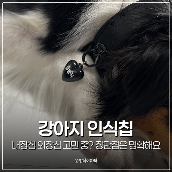 강아지 인식칩 내장칩 외장칩 고민 중? 장단점은 명확해요