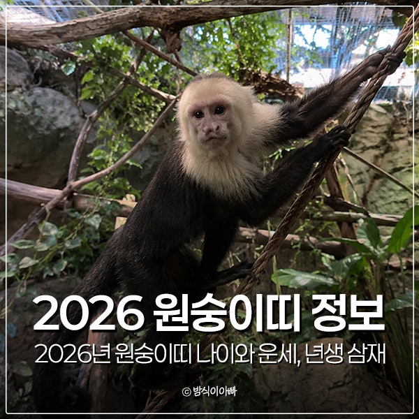 2026년 원숭이띠 나이와 운세, 년생 삼재 알아봤더니