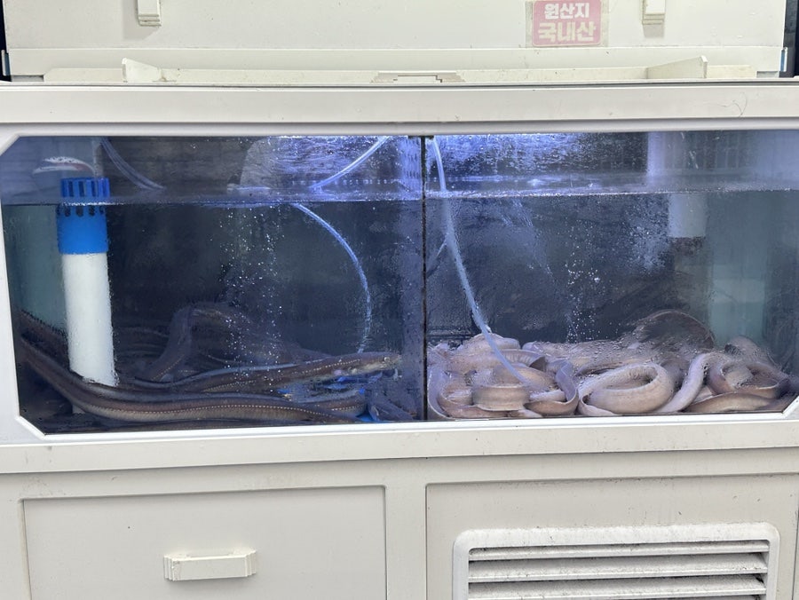 통영산곰장어 사진 2