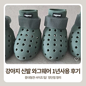 강아지 신발추천 와그웨어 1년 사용후기 /강아지 사계절신발