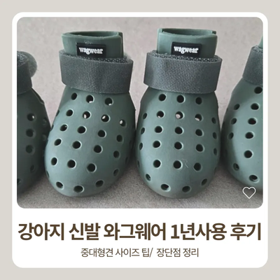 강아지 신발추천 와그웨어 1년 사용후기 /강아지 사계절신발