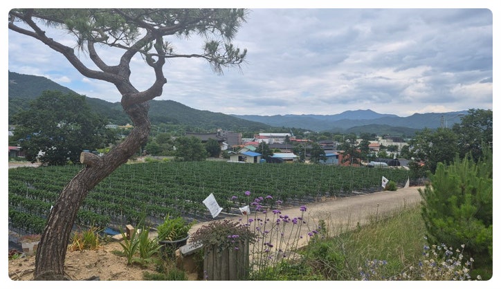 청산찐빵 사진 4