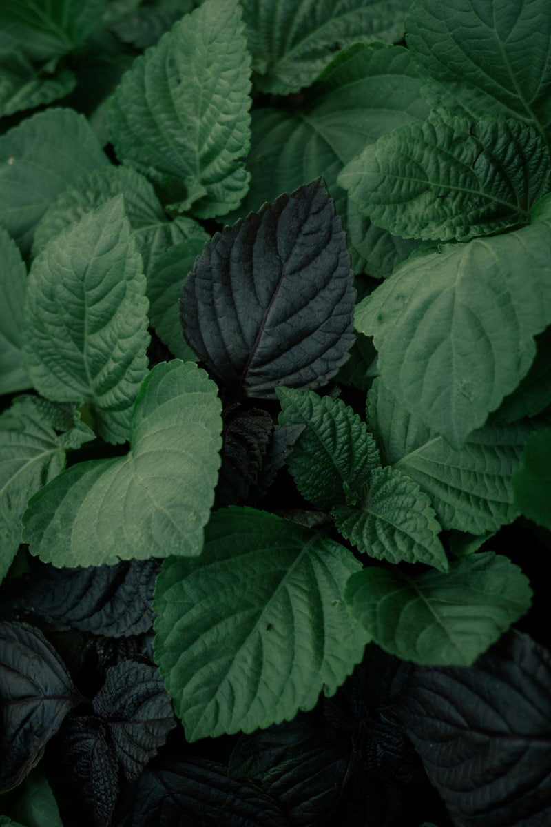 깻잎 세척/미세척 보관법 (냉장, 유통기한, 주의사항 등)