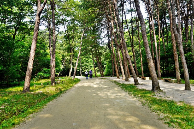 조선왕릉 산책 구리<b>동구릉</b> 숲길 개방 피톤치드 산림욕