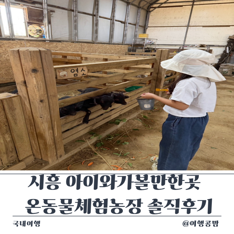 시흥 아이와가볼만한곳 가성비 최고인 온동물체험농장 먹이 무제한에 감자캐기 체험까지 솔....