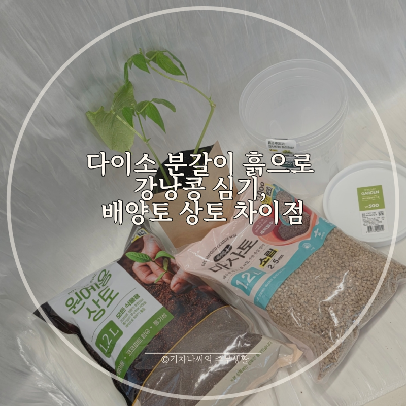 다이소 분갈이 흙으로 강낭콩 심기, 배양토 상토 차이점