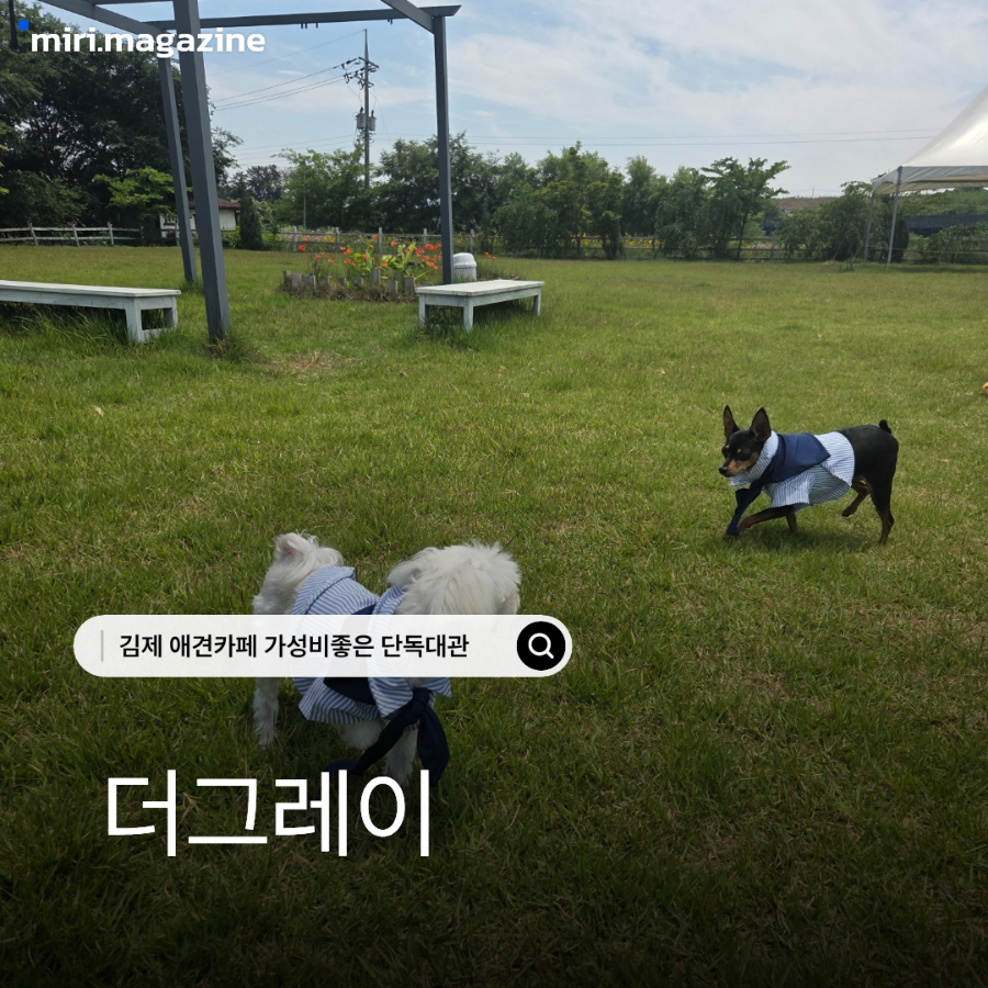더그레이 사진 1