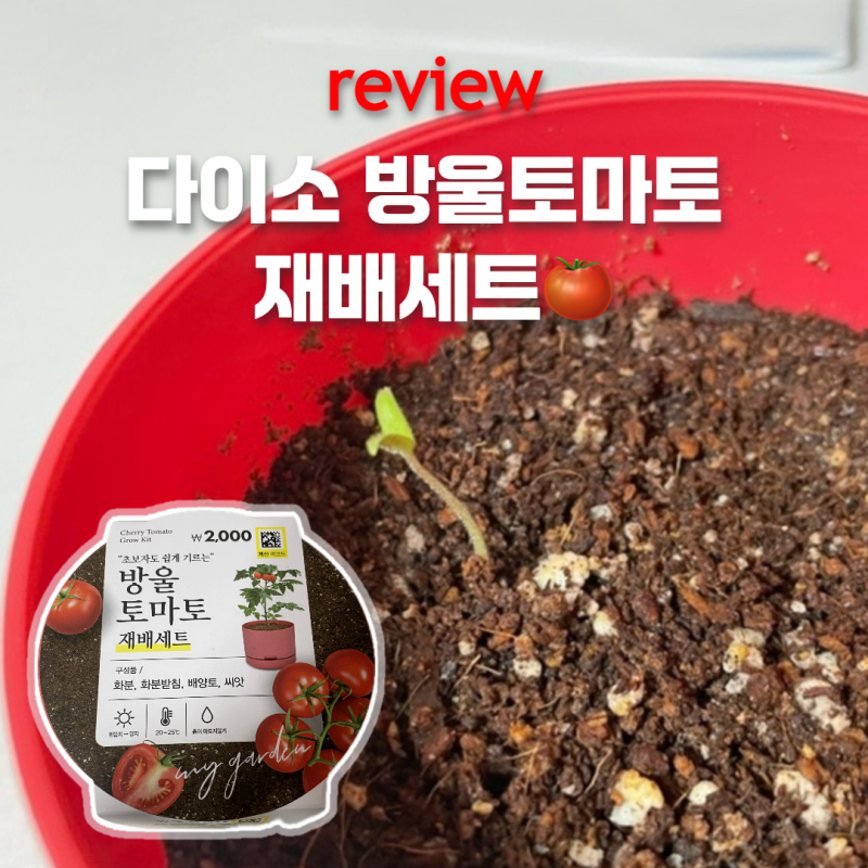 다이소 신상 방울토마토 재배세트 후기 2,000원으로 집에서 텃밭 만들기