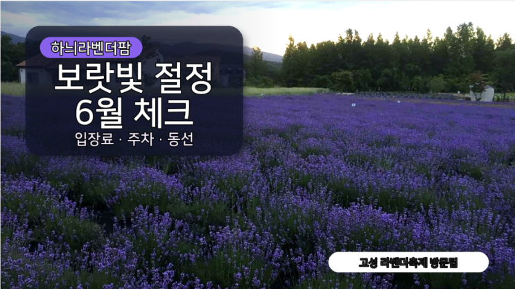  고성 하늬라벤더팜 라벤더축제, 보랏빛 언덕 보려면 이날 가세요