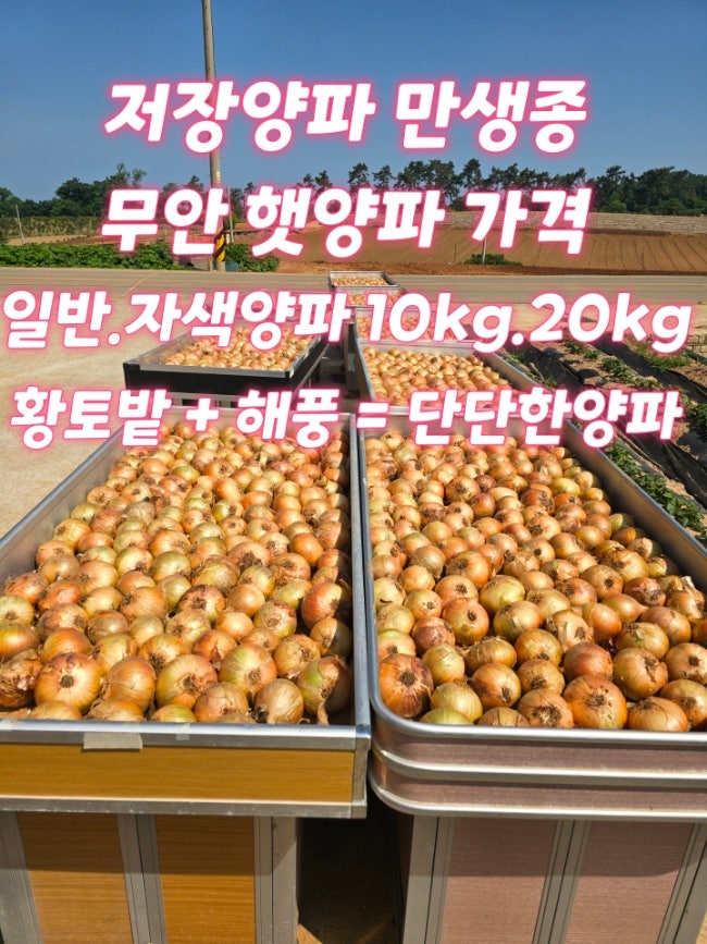 [판매완료]2026년 무안 햇양파 가격 만생종 저장양파 자색양파 양파즙 예약판매 시작 생산자 ....