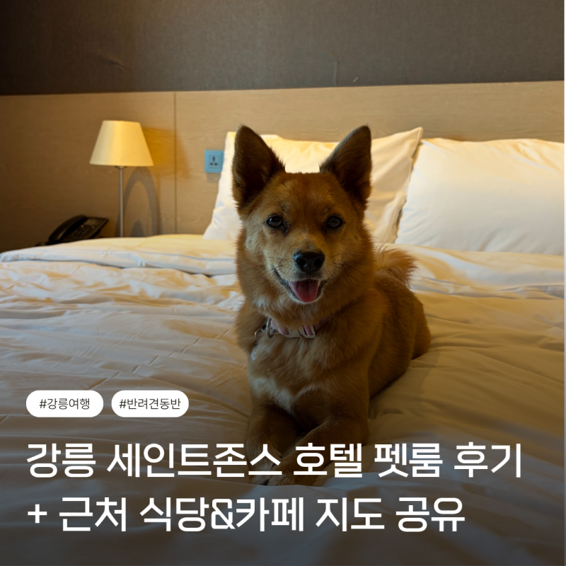 강릉 세인트존스 호텔 펫룸 후기｜반려견 동반 호캉스, 시루와 함께한 1박 2일