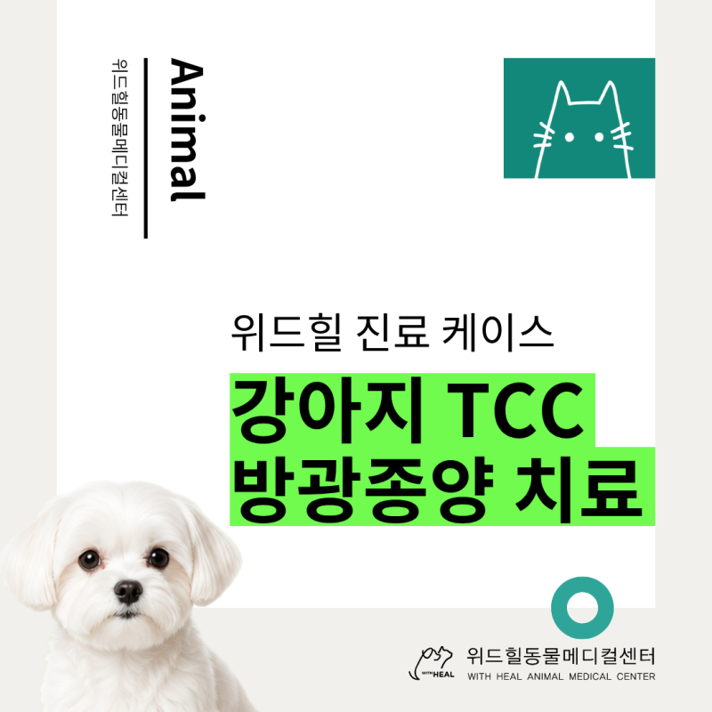 강아지 방광종양 TCC, 혈뇨 없이 발견된 16살 말티즈 진단 케이스 ㅣ 남양주 동물병원