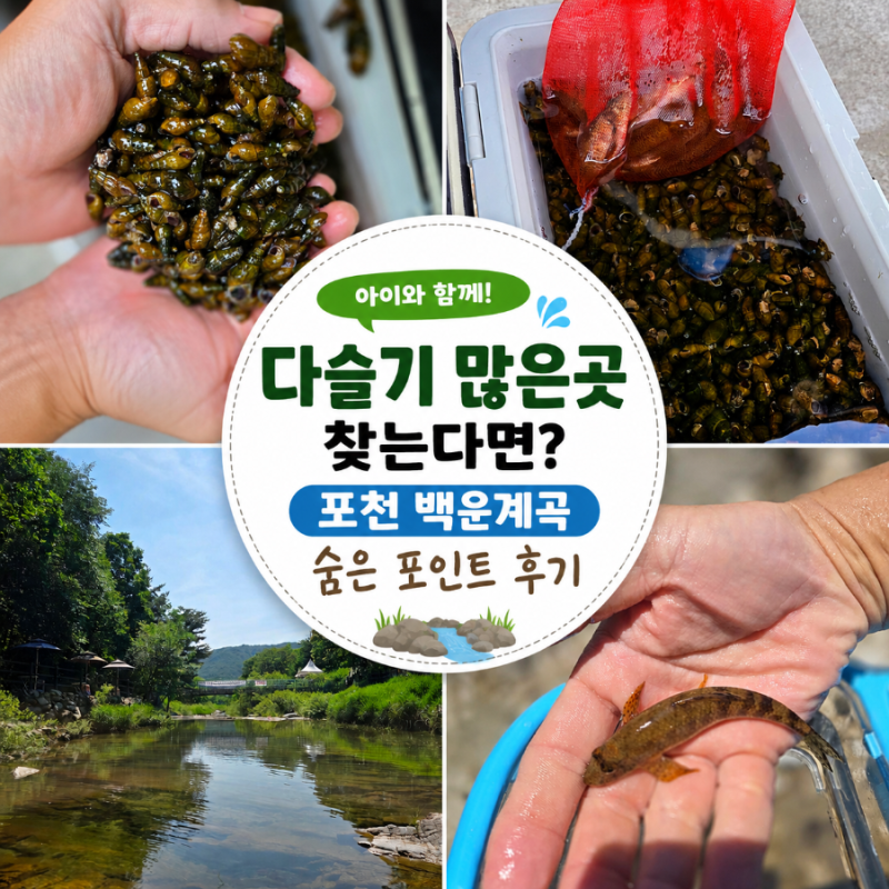 다슬기 많은 곳 찾는다면? 포천 백운계곡 숨은 다슬기 포인트 후기